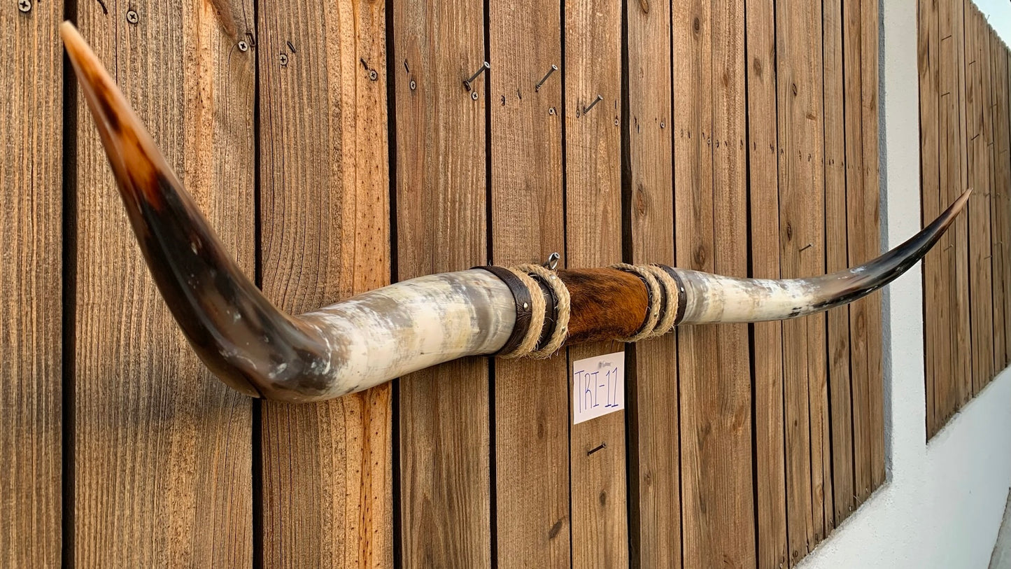 Mounted Steer Horns (49.5")